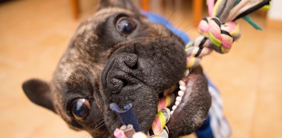 Pet Food & Toys